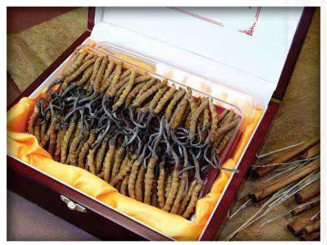 纳溪冬虫夏草回收